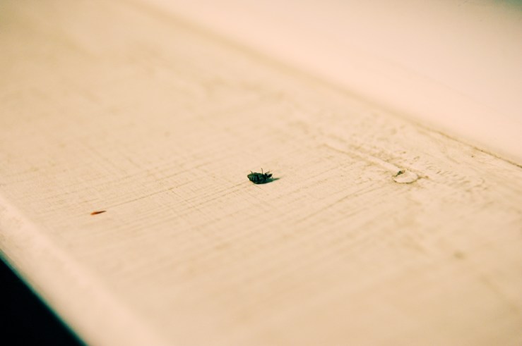 421719205_1842af28d8_o